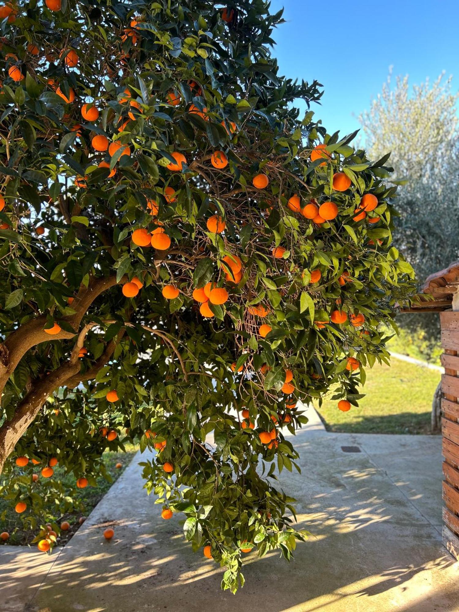 The Orange Garden Apartamento Náuplia Exterior foto
